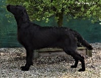 Étalon Flat Coated Retriever - Flat Passion's Querido precious ruby