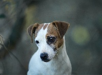 Étalon Jack Russell Terrier - Noisette Du Bois De Capsil