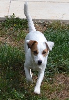 Étalon Jack Russell Terrier - Penny lane terres provençales