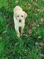 Étalon Labrador Retriever - Rover des Graffitis de la Lauzeraie