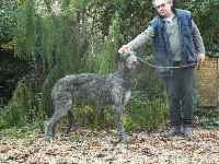 Étalon Levrier Ecossais - Par la maree jaune du Triple Bois