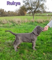 Étalon Mâtin Napolitain - N'S Outlaw'z King Rukya