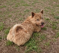 Étalon Norwich Terrier - stoppelhopser Xena