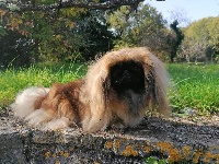 Étalon Pekinois - CH. Perle de lune des princes des Cevennes