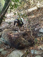 Étalon Petit gascon saintongeois - Laika Titre Initial