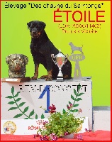 Étalon Rottweiler - Etoile (Sans Affixe)