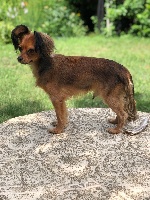 Étalon Russkiy Toy (Petit Chien Russe) - Timy solem Joeberger