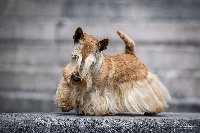 Étalon Scottish Terrier - CH. raibeart Simplicity