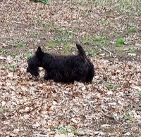 Étalon Scottish Terrier - Little black dress du manoir des presles