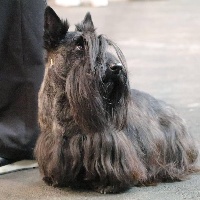 Étalon Scottish Terrier - Iggins de Glenderry