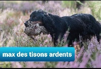 Étalon Setter Gordon - TR. CH. Max Des Tisons Ardents