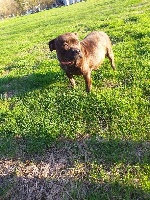 Étalon Staffordshire Bull Terrier - Pin up (Sans Affixe)