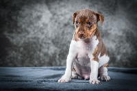 Étalon Terrier Bresilien - Rio bonito Do Terra Yemanja