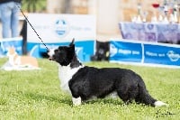 CH. Jules de la Cité des Grands Feux