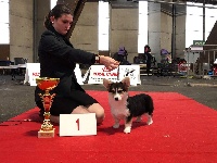 Étalon Welsh Corgi Pembroke - CH. R'kelly garrett De Mendiburua