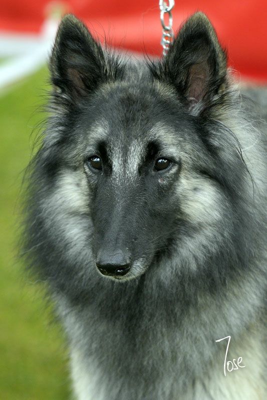 Publication : Belliamici