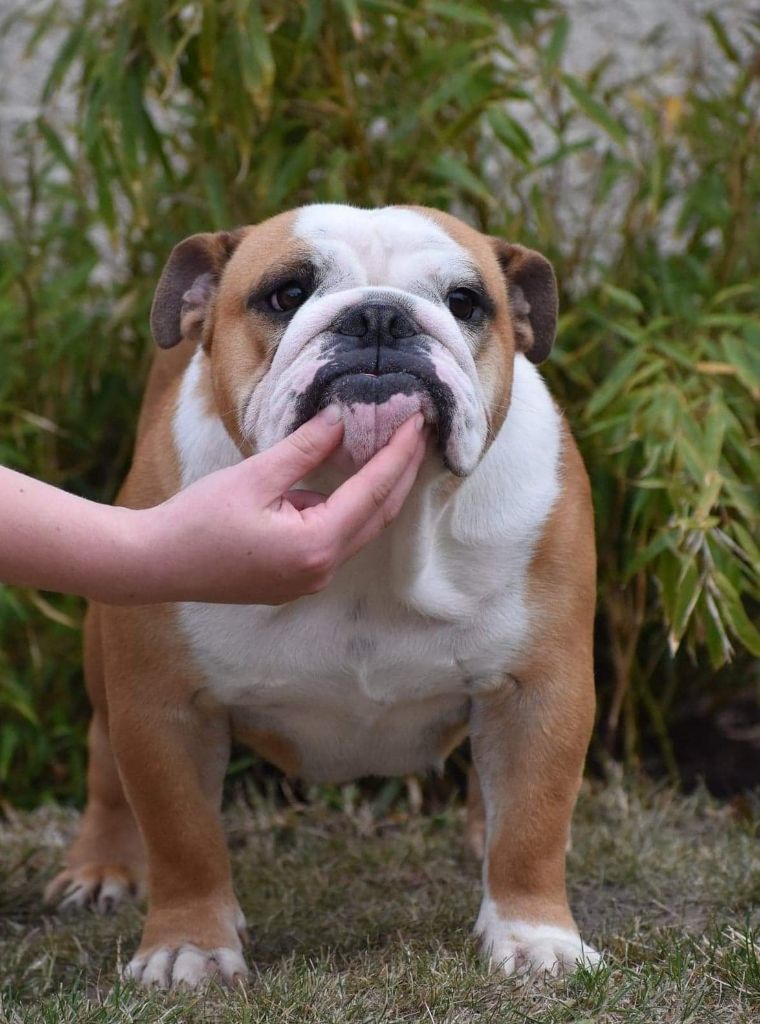 Publication : De L'Esprit Céleste