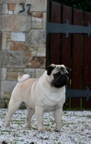 CH. los chatos del norte Vanquisher