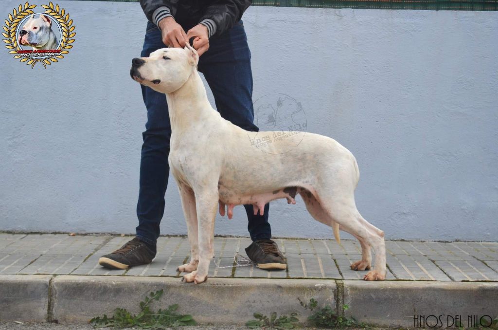 Oriana de indios latinos