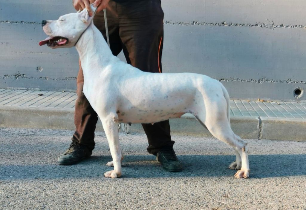 Publication : Hnos Del Nilo 