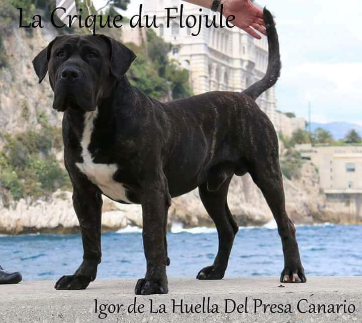 Igor De La Huella Del Presa Canario