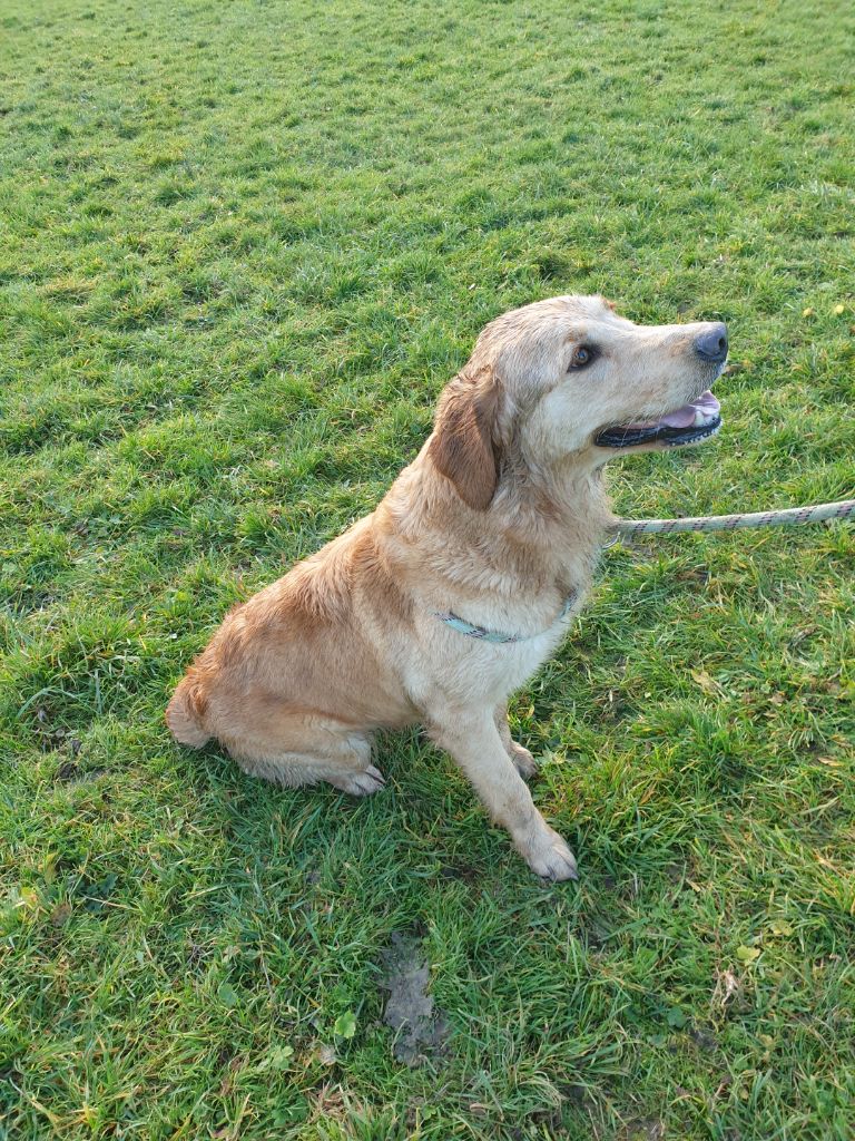 Publication : Des Fields D'Austrasie 