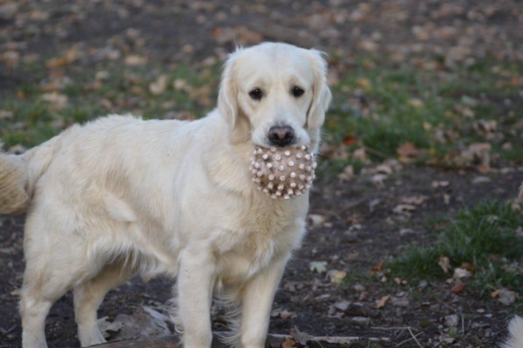 Publication : Du Domaine D'Hambre