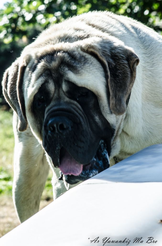 Publication : Ar Yawankiz Ma Bro Auteur : Ar Yawankiz Ma Bro 