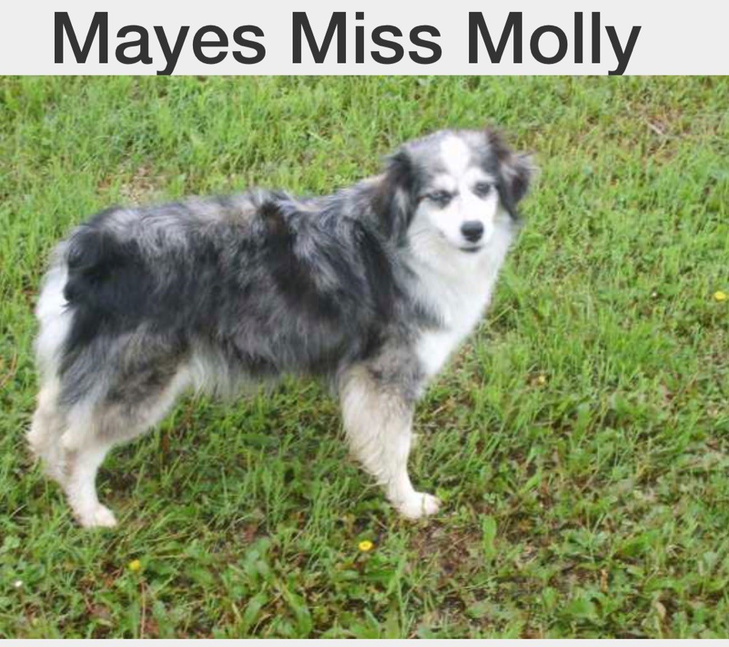 mayes (keenes) miss molly
