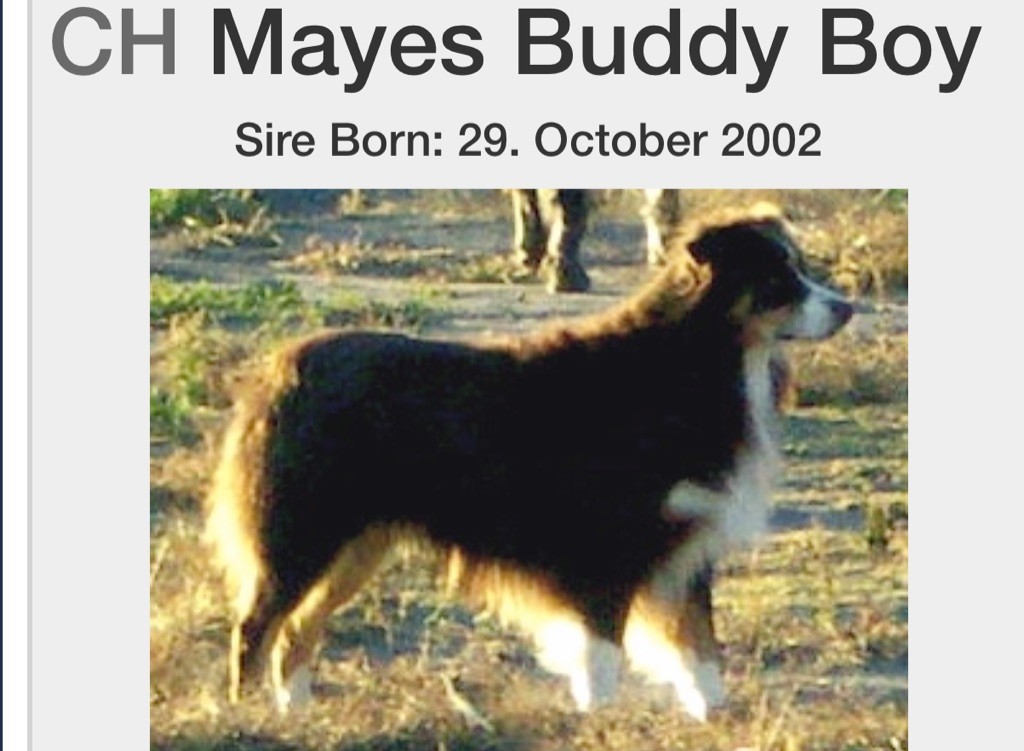 CH. mayes Buddy boy