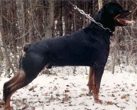 Sultan Vom zimmerplatz