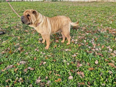 Étalon Shar Pei - Red shine of caniland's dream