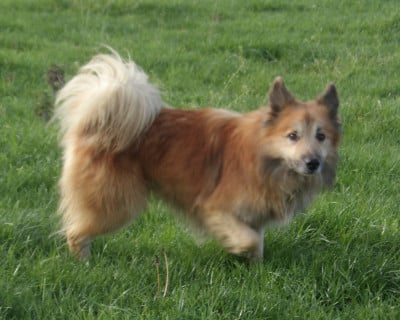 Étalon Berger islandais - Jensi kopieccy poland