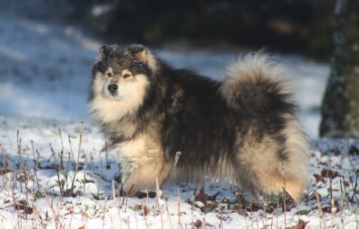 Étalon Chien finnois de Laponie - millermead Vibrant pow vow (dit ghost)