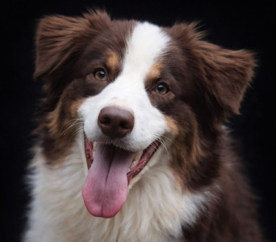 Étalon Berger Australien - Obladi du Chemin de la Lune aux Reves