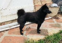 Étalon Schipperke - Pilepoil des Grandes Voies