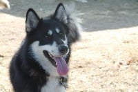 Étalon Alaskan Malamute - Nomadia del tundera of Edelweiss Forever