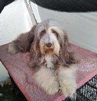 Étalon Bearded Collie - Malice mine de rien de la Planète de Yoda