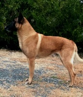 Étalon Berger Belge - Hatchiko du Domaine de Vauroux