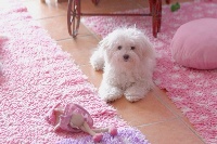 Étalon Bichon Frise - Pinup de la Felhotte