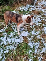 Étalon Border Collie - Saphir (Sans Affixe)
