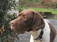 Étalon Braque français, type Gascogne (grande taille) - Pendragon du Milobre de Bouisse