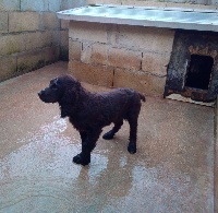Étalon Chien d'Oysel allemand - Rolex De La Forêt De Courbépine