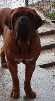 Étalon Dogue de Bordeaux - Orus des Océans d'Orlane