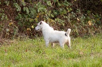 Étalon Parson Russell Terrier - Ptit zizi (Sans Affixe)