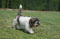 Étalon Petit Basset griffon vendeen - Myrtille (Sans Affixe)