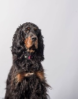 Étalon Setter Gordon - Old pulteney of Lady Woodcock