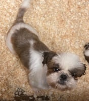 Étalon Shih Tzu - Oceanie De La Villa Des Houx