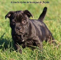 Étalon Staffordshire Bull Terrier - Renault alpine De la crique du Flojule