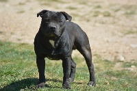 Étalon Staffordshire Bull Terrier - Pablo escobar (Sans Affixe)
